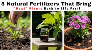 5 Natural Fertilizers That Bring ‘Dead’ Plants Back to Life Fast!