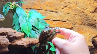 Long Frog is Bravely Eating from the Hand! ROUND FROG