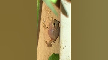 Thumbnail of Coqui (frog) sound - El Yunque, Puerto Rico