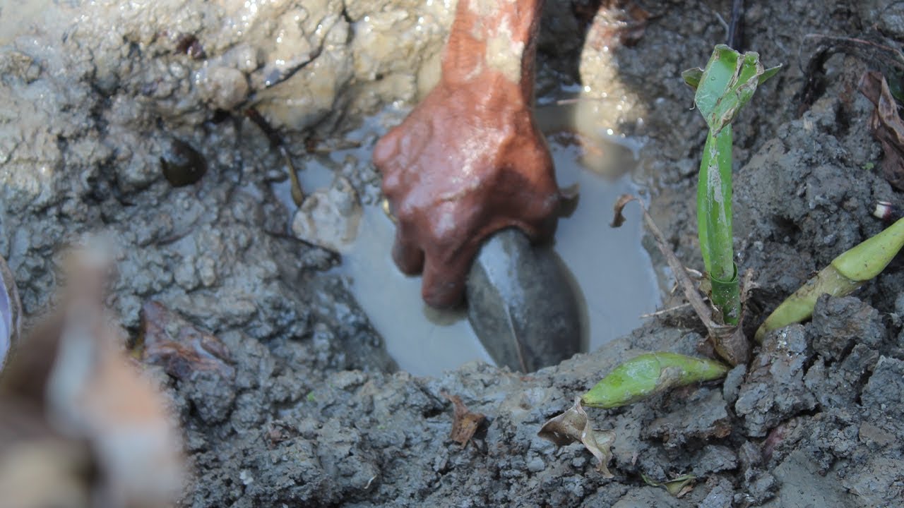Amazing Eel Fishing | New Method Of Catching Eel Fish From Mud Water Pond  | Traditional Fishing