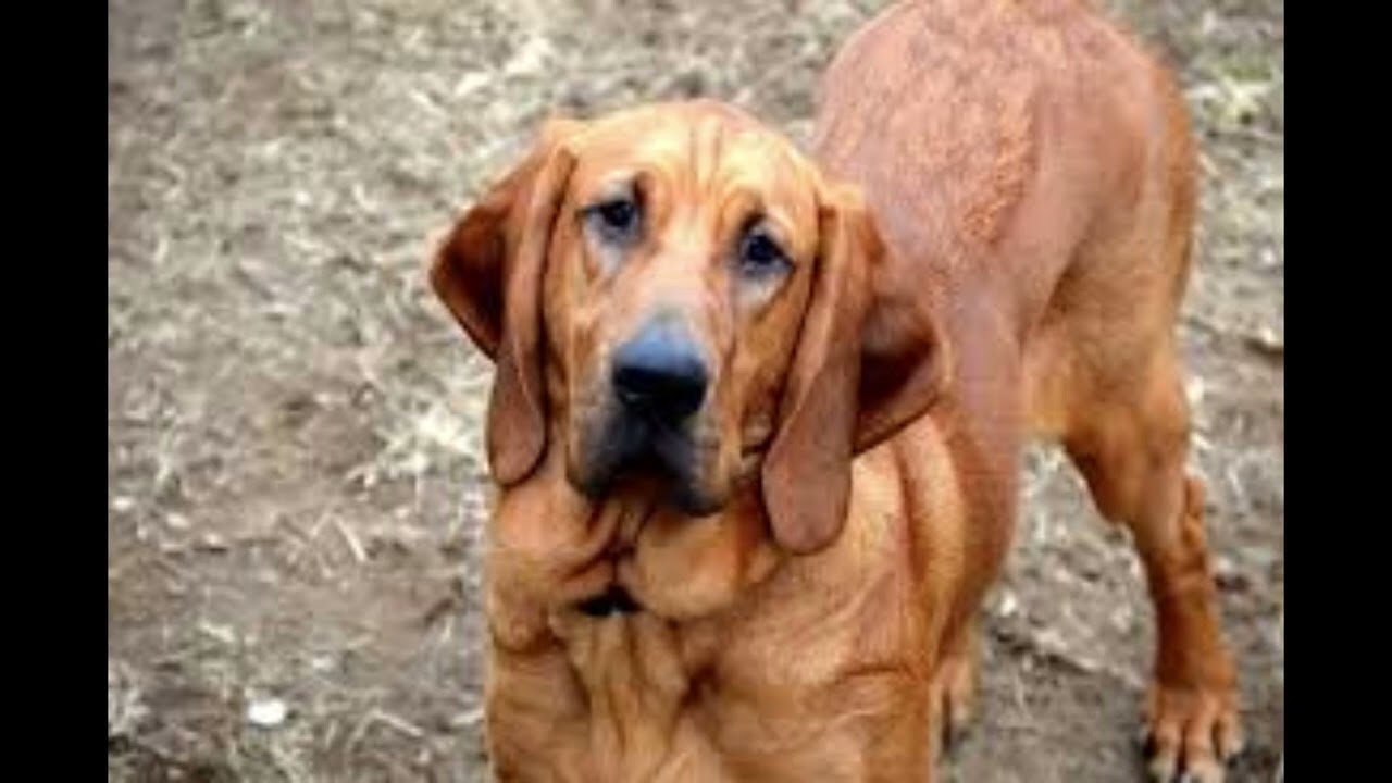 BLOOD HOUND.Bloodhounds are easily recognizable by their unique features.