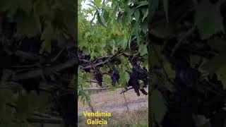 Llego la vendimia 😱🍇#españa #galicia #uvas #vendimia