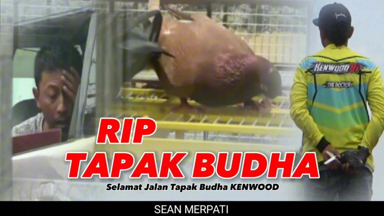 🔴 RIP "TAPAK BUDHA" KENWOOD‼️AKHIR PERJALANAN "TAPAK BUDHA"‼️