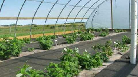 High Tunnel Raspberries