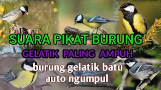 suara pikat burung gelatik batu paling ampuh #suarapikatburungampuh
