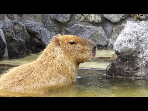 伊豆シャボテン公園にカピバラ虹の広場登場 (Capybara Rainbow