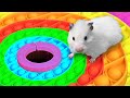 DIY NEW Pop It Hamster Maze!