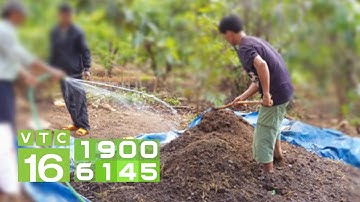 "Tuyệt chiêu" ủ phân bò nhanh hoai mục để bón cho cây | VTC16