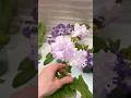 Стрептокарпус DS-3060 #streptocarpus