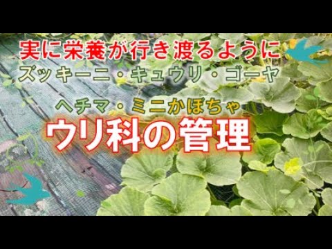 自然栽培 ズッキーニ 栽培終了を見極める キュウリ 下葉を摘む ゴーヤ 蔓上げの方法 ヘチマ 蔓はどこまで伸ばす ミニかぼちゃ うどん粉病の下葉と余分な蔓を摘む オクラ 成長過程 Youtube