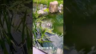 大安森林公園 鴨子