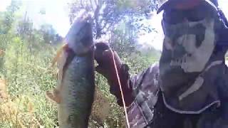 bowfishing pesca com arco 2018 carpa 38 traira