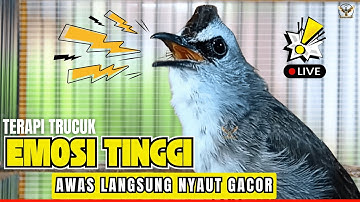 🛑PANCINGAN TRUCUKAN GACOR ROPEL PANJANG | AMPUH AGAR TRUCUK BAHAN SUPAYA CEPAT NYAUT BUNYI GACOR