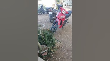 Gà rừng RẶC thả rong.