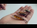 Жуки и насекомоподобные приманки с AliExpress | Китайские воблеры для голавля и жереха