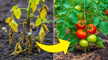 10 Mulching Mistakes That Are Damaging Your Plants — And How to Fix Them Fast