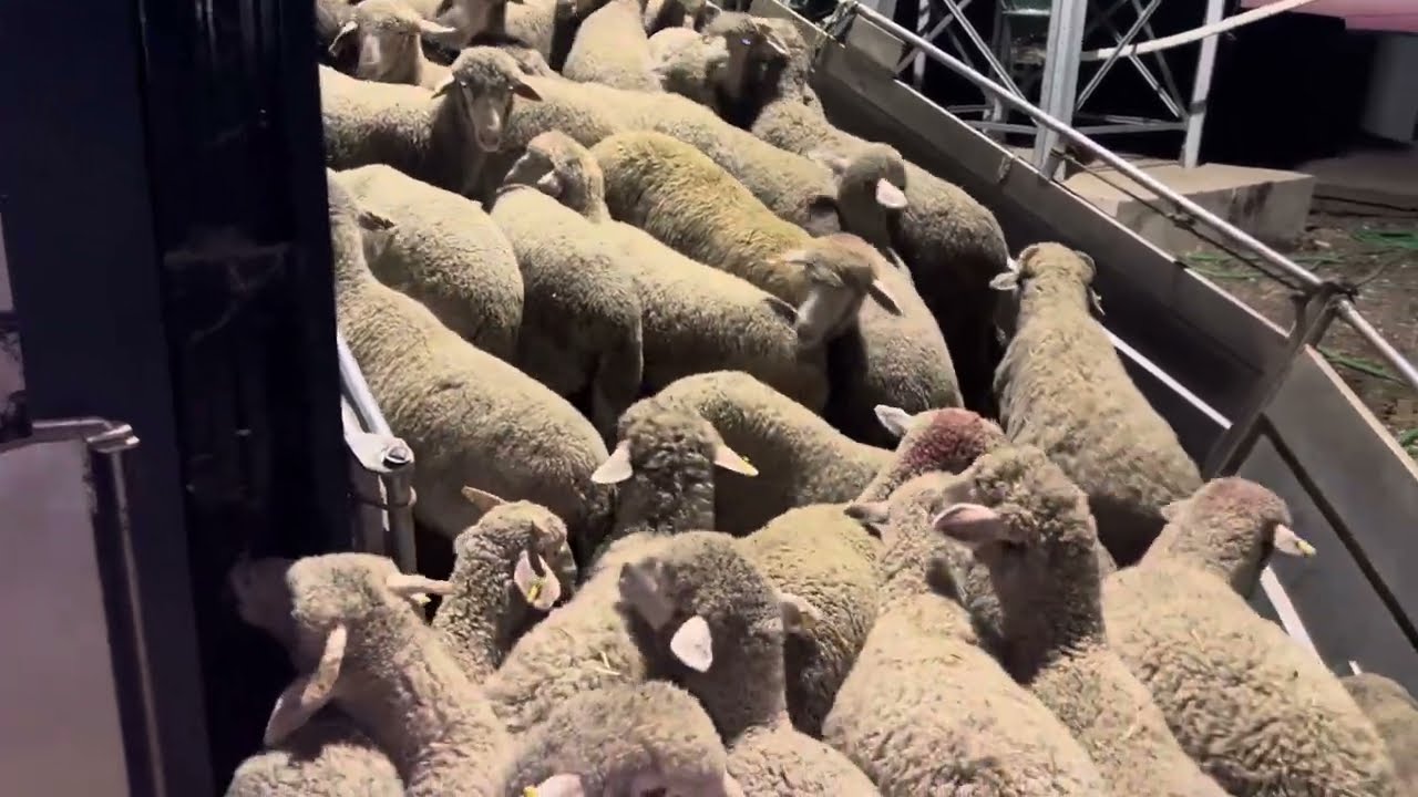 Hoy despedimos unos corderos y ovejas con una carne de calidad 💯