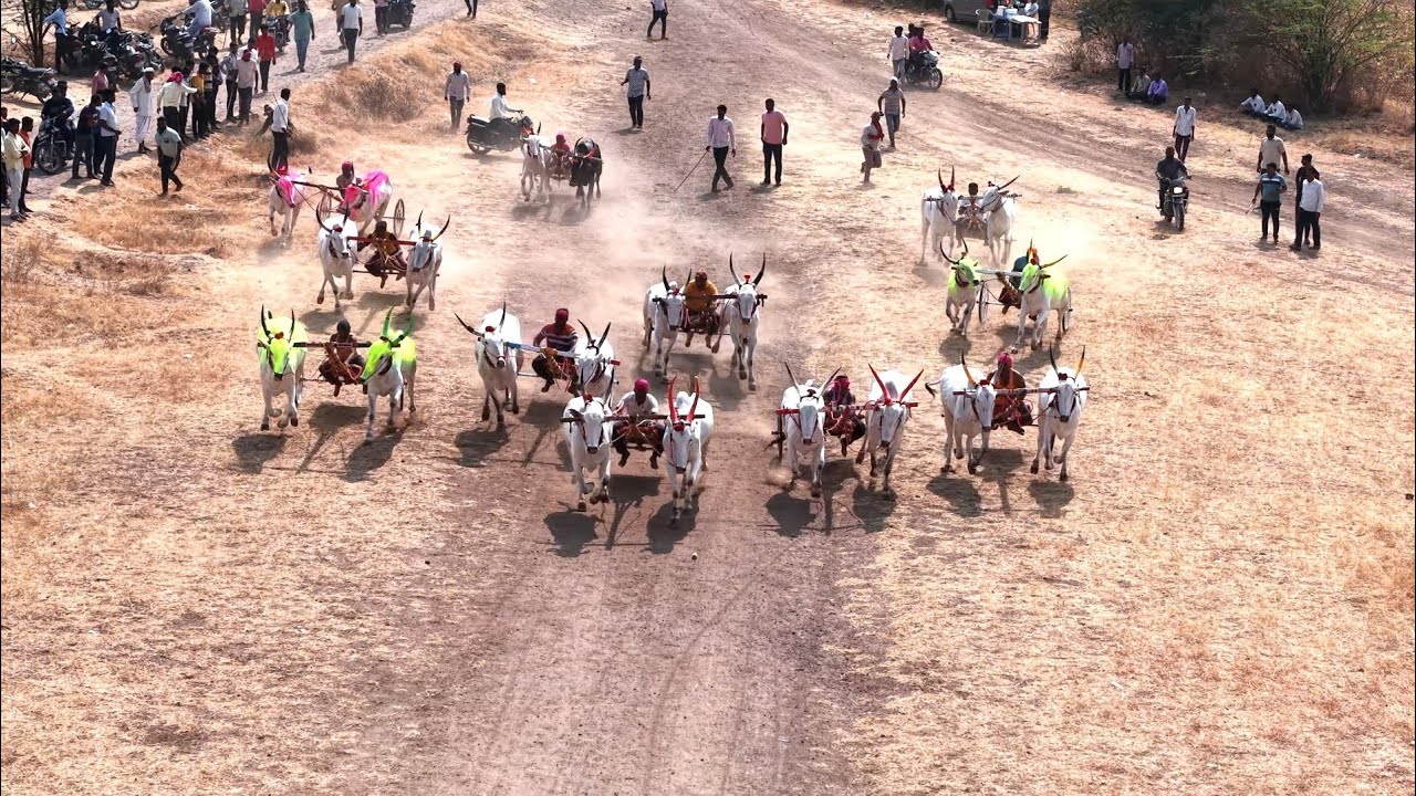 चंद्रापवाडी जनरल अ गट बैलगाडी शर्यत 🥇 शिरूर गज्या-सोन्या🥈शिवऱ्या-औवराडे बैज्या 🥉ब्रेक फेल-rx बैज्या 