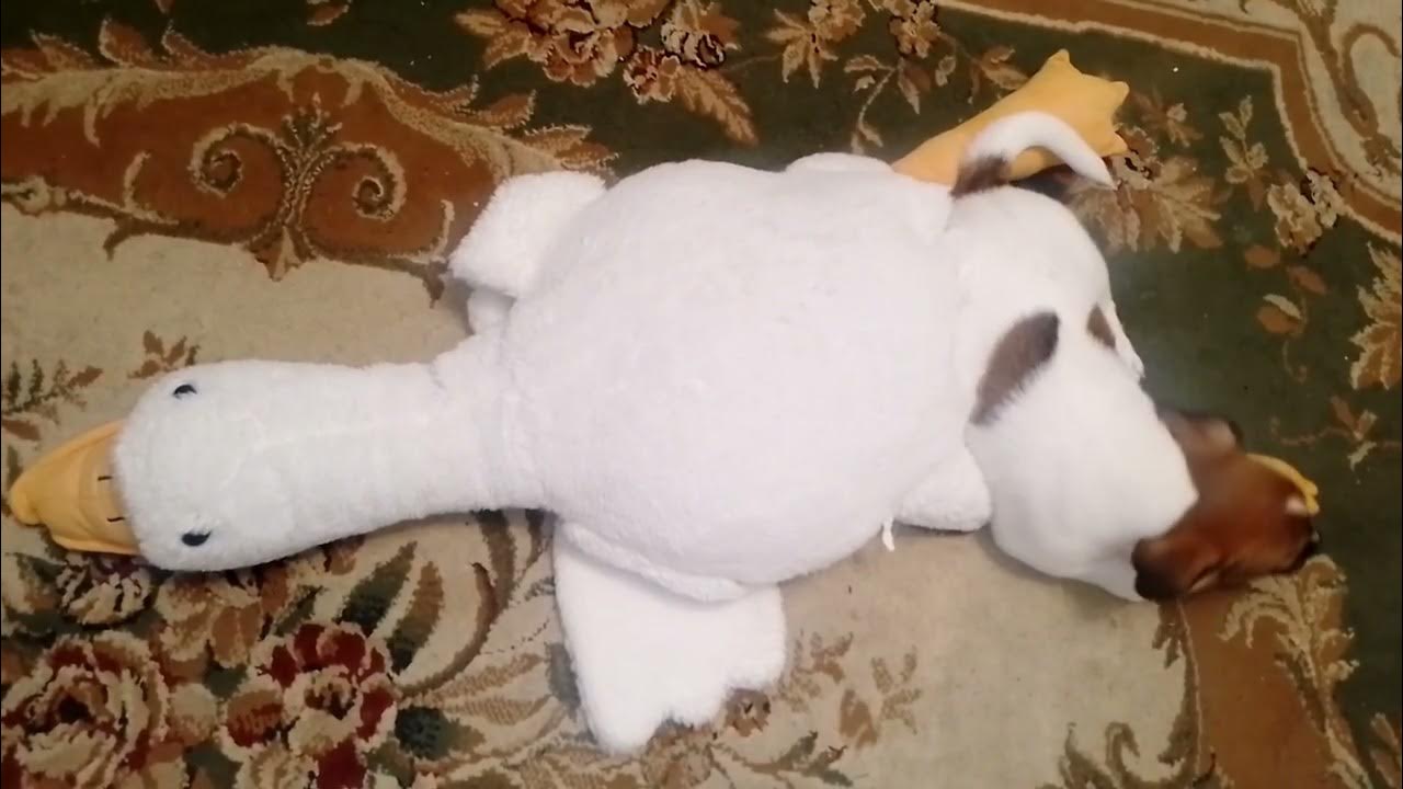 АТАКА НА ГУСЯ, ГУСЬ ОБЕССИЛИЛ СОВСЕМ УЖ.................... (ВИД СВЕРХУ ...
