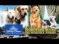 Homeward Bound and The Incredible Journey - DisneyCember