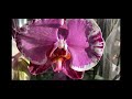 Снова красивый  завоз орхидей в  Оби .. Сакрифайс, Фронтера,  Рим, Алабастер ...