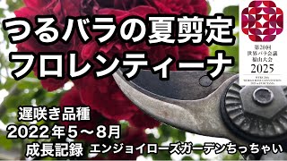 つる薔薇の夏剪定　フロレンティーナ　フロレンティーナは遅咲きのしかも返り咲き品種ですが我が家は良く育ち大型化しています。少し剪定をして、枝を整理して秋薔薇の準備をします。