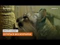 Власти выгоняют частный зоопарк для строительства мемориала и часовни | Сибирь.Реалии