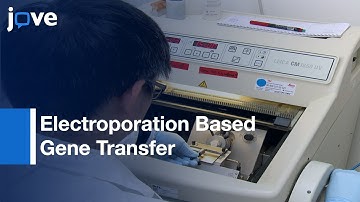 Electroporation Based Gene Transfer for Analysis of Granule cells | Protocol Preview