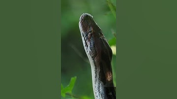 a handheld (and scary) video of Indian Rock python