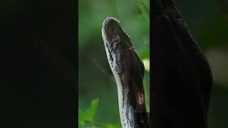 Famous a handheld (and scary) video of Indian Rock python Wealth