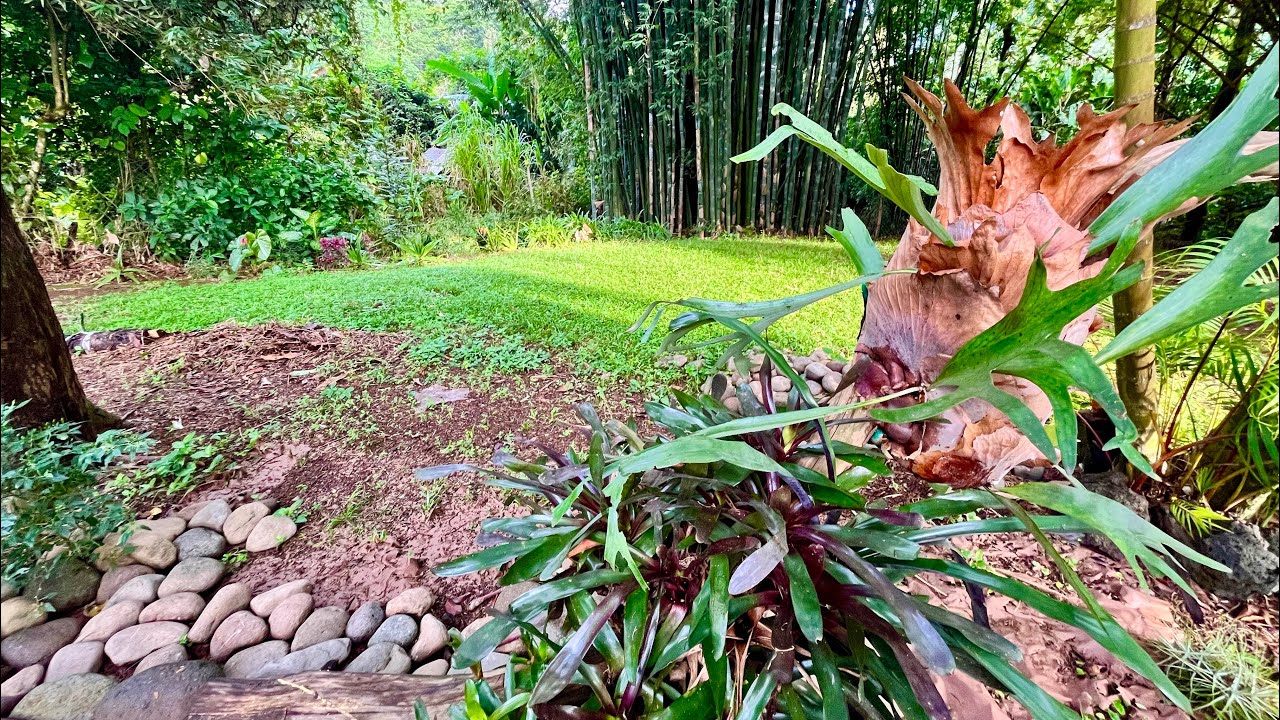 PASEO por mi JARDÍN y HUERTO después de la TORMENTA ⛈⛈⛈ - YouTube