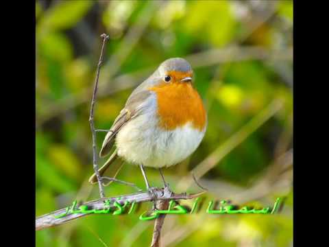 محمد ترمس يقدم نشيد العصفور Wmv 