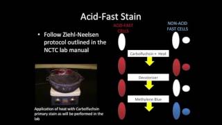 Acid Fast Stain