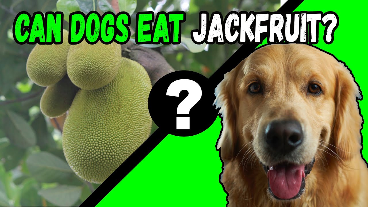 Can Dogs Eat Jackfruit? YouTube