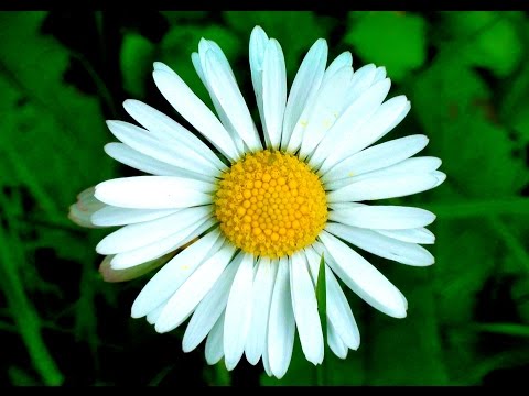 Blooming Daisy Flowers Timelapse