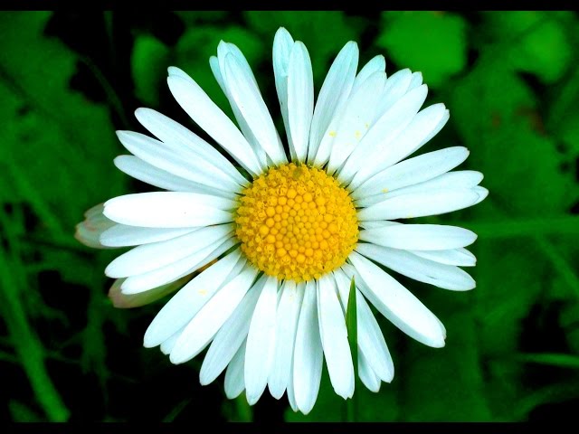 Blooming Daisy Flowers Timelapse class=