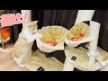 寝床を魚に盗られて発狂する猫　#Shorts