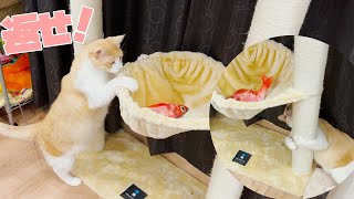 寝床を魚に盗られて発狂する猫　#Shorts