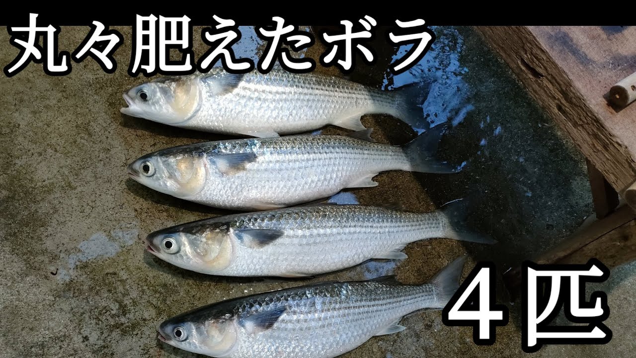 丸々肥えたボラのお腹の中から…