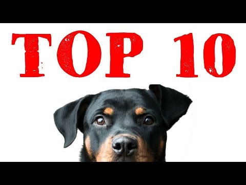 Βίντεο: Ποιο σκυλί είναι ο καλύτερος σωματοφύλακας