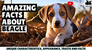 Amazing Facts About Beagle | Beagles Dog Facts, Traits & Appearance | Interesting Facts About Beagle