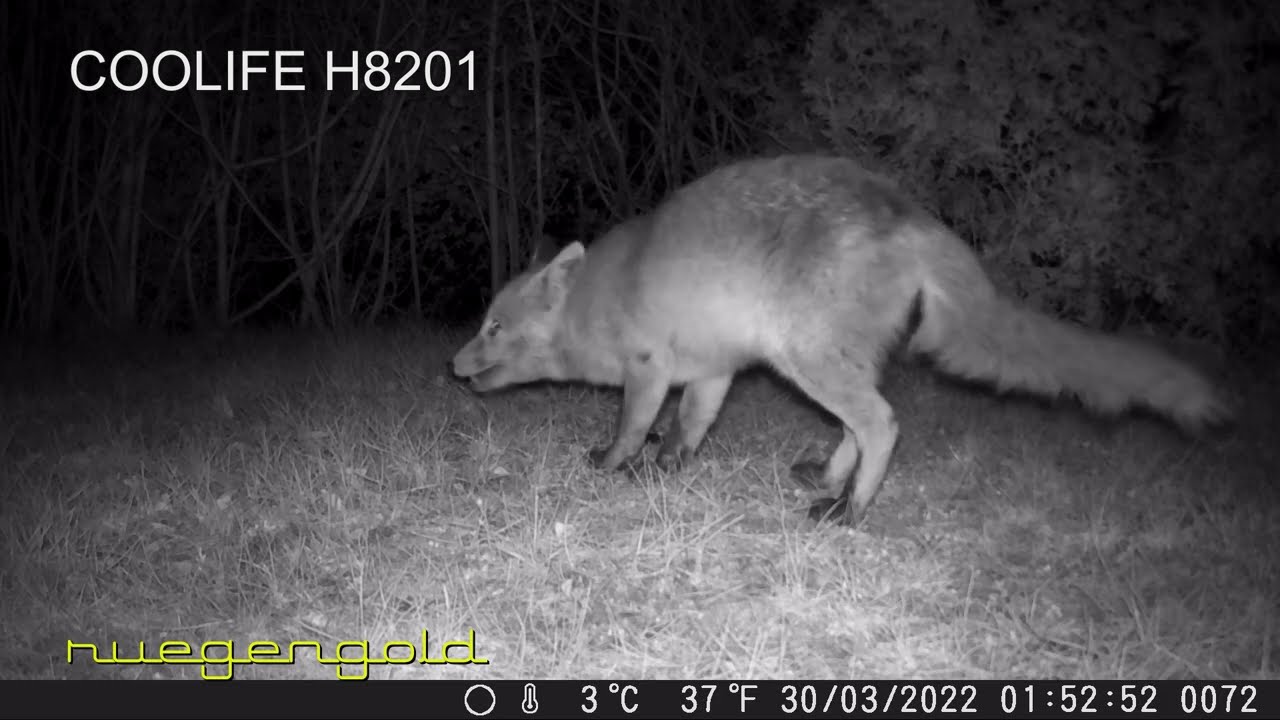 Meine 3 Besten / Wildkamera Coolife H8201 - IZEEKER IG 600 - CEYOMUR CY95 / Hunting & Trail Camera