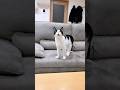 お口がかわいい猫 #猫 #cat #かわいい