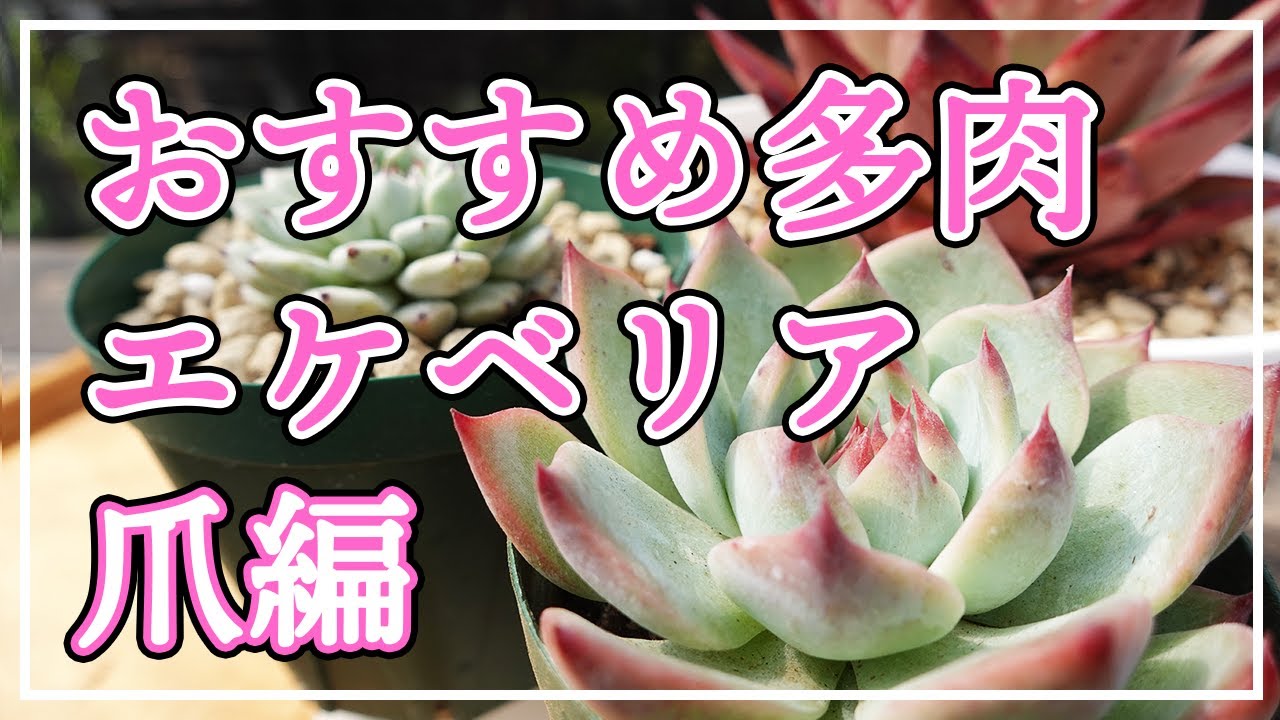 多肉植物】おすすめのエケベリアをご紹介します。今回は爪の素敵な