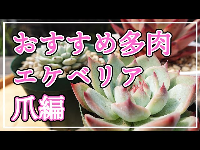多肉植物】おすすめのエケベリアをご紹介します。今回は爪の素敵な