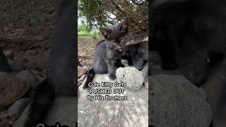 Cute Kitty Gets Pushed Out By His Brothers