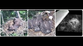 JC26 and JC27 survival school in the nest 22.05.2026 ETSU Eagle Cameras Johnson City Cam 1 / Cam 3