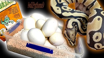 How To Set Up An Egg Box For Ball Pythons + Unboxing Desert Ghost! | BallPythons9