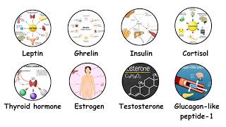 Every Hormone That Controls Your Body Weight Explained - NutriExplainer