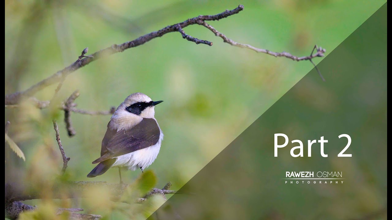 Photographing Desert Wheatear Bird | NikonZ6 & 150-600mm Sigma | Part 2